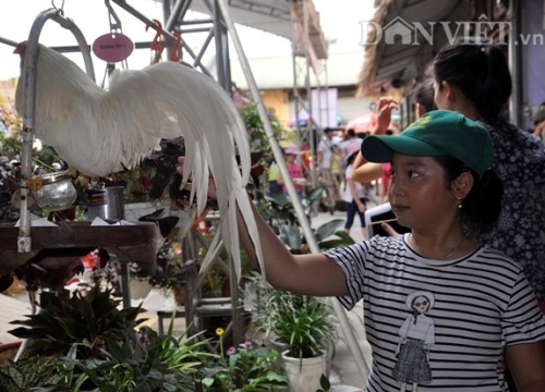 Quảng Ninh: Chợ bán gà cảnh, thiên nga đen và vô số đồ cũ rích