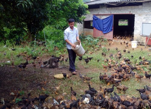 Thả gà trên rừng Chí Linh, mới 10 năm đã thành tỷ phú