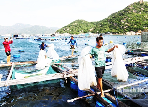 "Tỷ phú" khét tiếng nuôi tôm xứ Nẫu, thu nhập 15 tỷ đồng mỗi năm