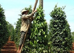 "Vàng đen" hồ tiêu gặp "bão" giá, nguy cơ tụt khỏi nhóm hàng tỷ đô