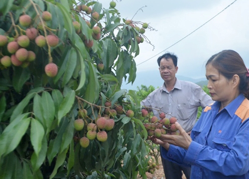 Biến đồi hoang thành vườn cây trái du lịch sinh thái giá tiền tỷ