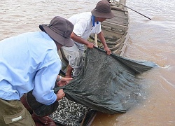 Cần Thơ: Giá cá linh đầu mùa lũ tăng cao tới 180.000 đồng/ký