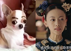 Dở khóc dở cười với clip chú chó chihuahua bất ngờ hot vì giống như "chị em thất lạc" của Ngụy Anh Lạc