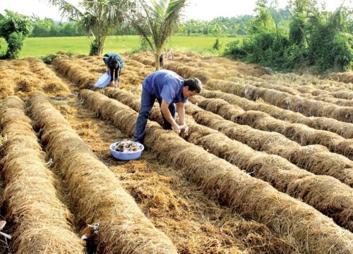 Đồng Tháp: Trúng giá vụ nấm rơm, nhà nông lãi đậm 10 triệu/công