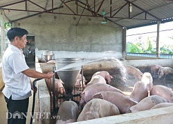 Giá heo hơi hôm nay 3/9: Giá lợn chững lại, người nuôi lo dịch tả lợn châu Phi tấn công