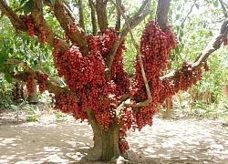 Hàng chục gốc quả mọc từ thân đỏ rực tại Gia Lai &#8220;hút khách&#8221;