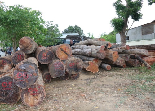 Khởi tố thêm một Hạt phó Hạt Kiểm lâm liên quan đến vụ trùm gỗ lậu Phượng "râu"