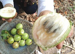 Mùa vú sữa quê tôi, chẳng hiểu sao lại thích ăn trái chín rụng