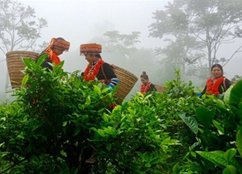 Người Dao làm chè VietGAP trên đỉnh ngàn mây