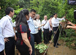 Những đường tời dài nửa cây số đưa "trái vàng" xuống núi