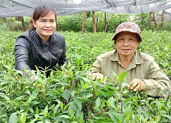 Sống khoẻ re nhờ trồng loài rau rừng lúc nào cũng xanh tốt