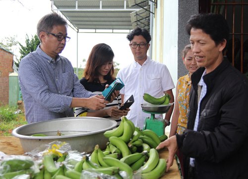 Trồng chuối Laba, khó một tý, nhưng bán được cho Nhật Bản