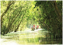 An Giang: Rừng tràm Trà Sư đẹp nhất mùa nước nổi