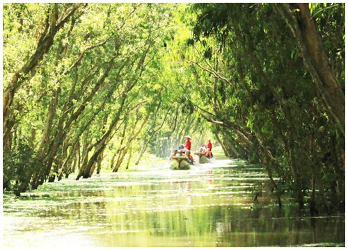 An Giang: Rừng tràm Trà Sư đẹp nhất mùa nước nổi