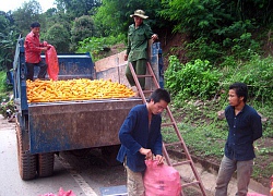 Những vườn cây ăn trái trăm triệu đẩy lùi &#8220;nàng tiên nâu&#8221;