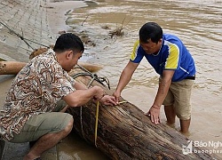 Đi vớt củi trúng "báu vật" sa mu dầu trăm tuổi giữa dòng nước lũ