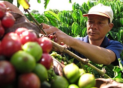 Giá cà phê thấp kỷ lục, chưa vào vụ mới nhà nông đã lo thua lỗ