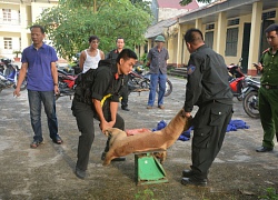 Hơn 1 tiếng truy bắt 2 kẻ trộm chó trốn trên đồi giữa đêm