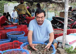 Liều nuôi tôm trải bạt, ngay vụ đầu đã thành... tỷ phú