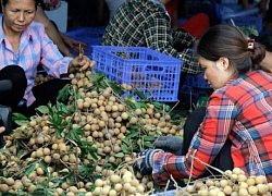 Nhãn muộn Hà Nội sang Mỹ, châu Âu