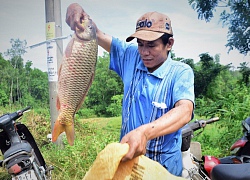 Quảng Nam: Cả làng hò nhau đi bắt cá đồng, vui như hội