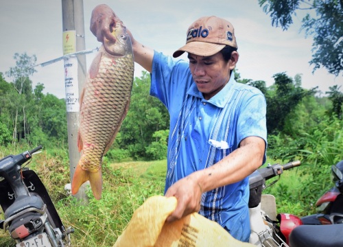 Quảng Nam: Cả làng hò nhau đi bắt cá đồng, vui như hội