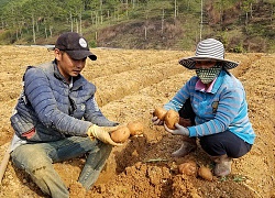 Sốc: 578 tấn khoai tây Trung Quốc nhập về Đà Lạt chỉ trong 90 ngày