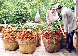 Thu nhập của nông dân tăng 3,22 lần nhờ nghị quyết tam nông