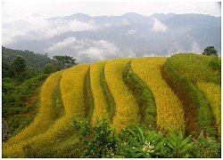 Thu về chiêm ngưỡng những ruộng bậc thang đẹp nhất Việt Nam