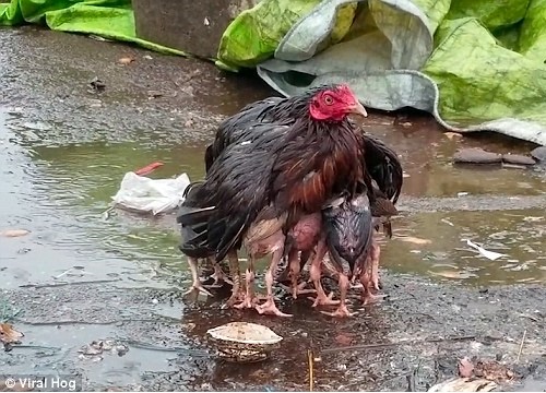 Video: Gà mẹ giang cánh che chở đàn con giữa trời mưa bão