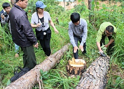 Vụ phá rừng tại Nam Ban: Yêu cầu xử lý dứt điểm