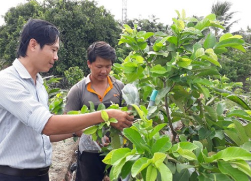 Vườn trồng cây ăn trái "hái" đều vài trăm ngàn mỗi ngày