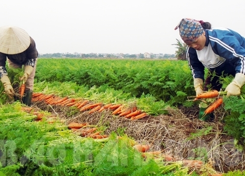 Chưa thu hoạch, cà rốt Đức Chính đã có 9 doanh nghiệp "đặt gạch"