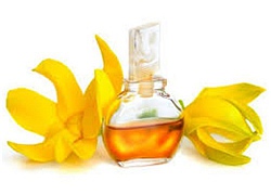 Dầu ylang ylang Nguyên liệu làm đẹp chiết xuất từ những đóa hoàng lan