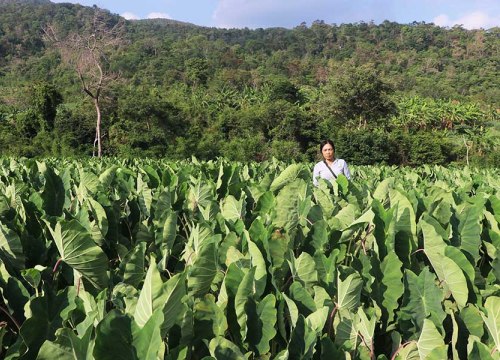 Gia Lai: Lãi hơn 100 triệu/ha, nhiều người phá mía trồng khoai môn