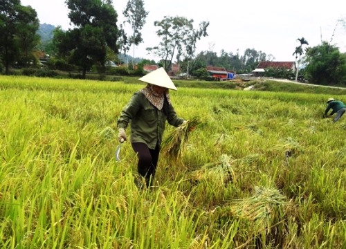 Giang hồ bảo kê máy gặt, nông dân khốn khổ