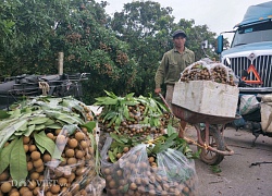 Kiếm chục triệu/vụ nhờ nghề ăn theo mùa thu hoạch quả "tiến vua"