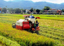 Liên kết trồng lúa với HTX Thanh Yên, nhà nông khỏi lo đầu ra