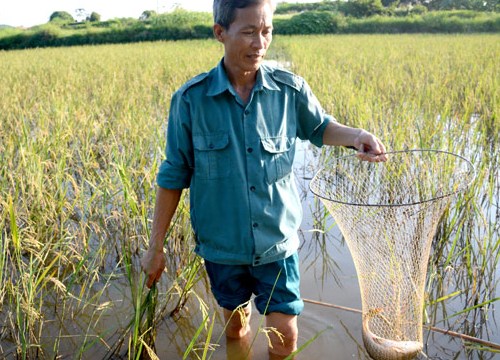 Nuôi cá trong ruộng lúa, chả phải cho ăn, 1 vụ lãi 40 triệu đồng