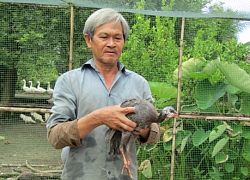 Nuôi loài gà lông lấm tấm, bay giỏi như chim, bán 100 ngàn/con