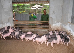 Quảng Ninh: Cấp bách ngăn chặn dịch tả lợn châu Phi từ biên giới