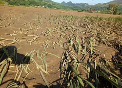 Sơn La: Quặn đau, sau lũ cánh đồng xanh chỉ toàn bùn và cát