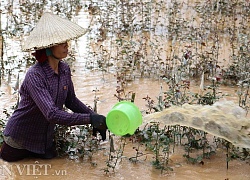 Sơn La: Xót xa nhìn vườn hồng tiền tỷ đỏ rực ngập trong lũ bùn