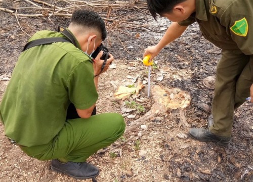 Bình Phước lập đoàn xác minh việc giao đất, giao rừng tại dự án Sasco