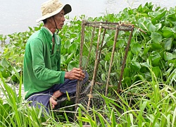 Đáng ngại: Cá, tôm, cua, rắn...mùa nước nổi ngày càng cạn kiệt