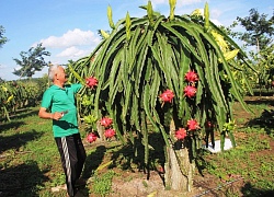 Đất cằn trồng bạt ngàn cây quả đỏ, lãi nửa tỷ đồng mỗi năm