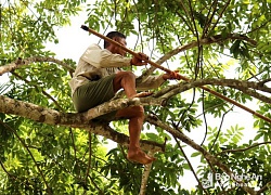 Leo như "làm xiếc" ở trên cây cao hàng chục mét để thu hoạch trám