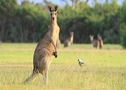 Người Texas đến Australia