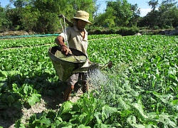 Quảng Nam: Cả làng khấm khá nhờ "Sống trong cát trắng như là tuyết rơi"