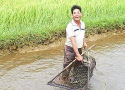 Ra đồng cào ốc bán, kiếm bộn tiền mà lại sạch ruộng